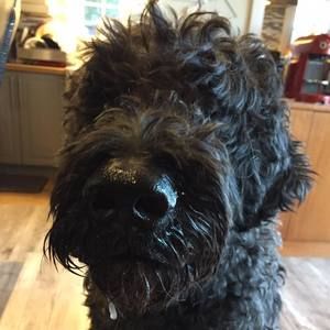 Meet your Posher, Peter